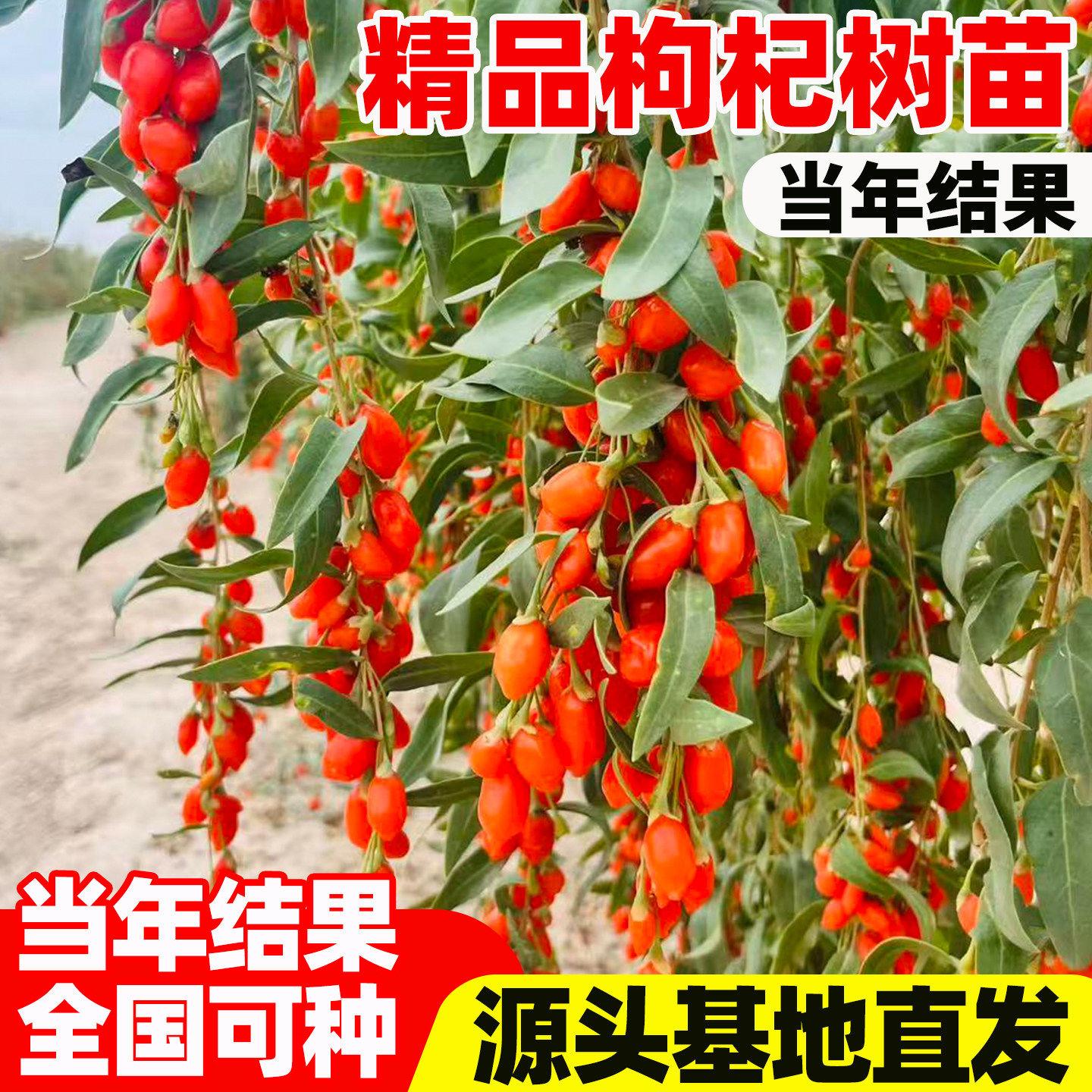 正宗新疆黑枸杞苗南北方种植包结果宁夏黑枸杞树苗地栽盆栽