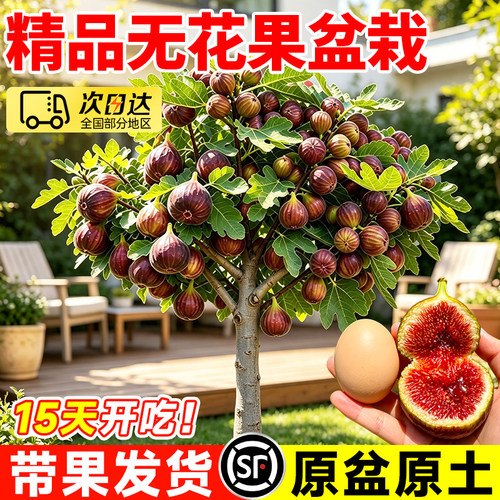 波姬红无花果矮化盆栽带果