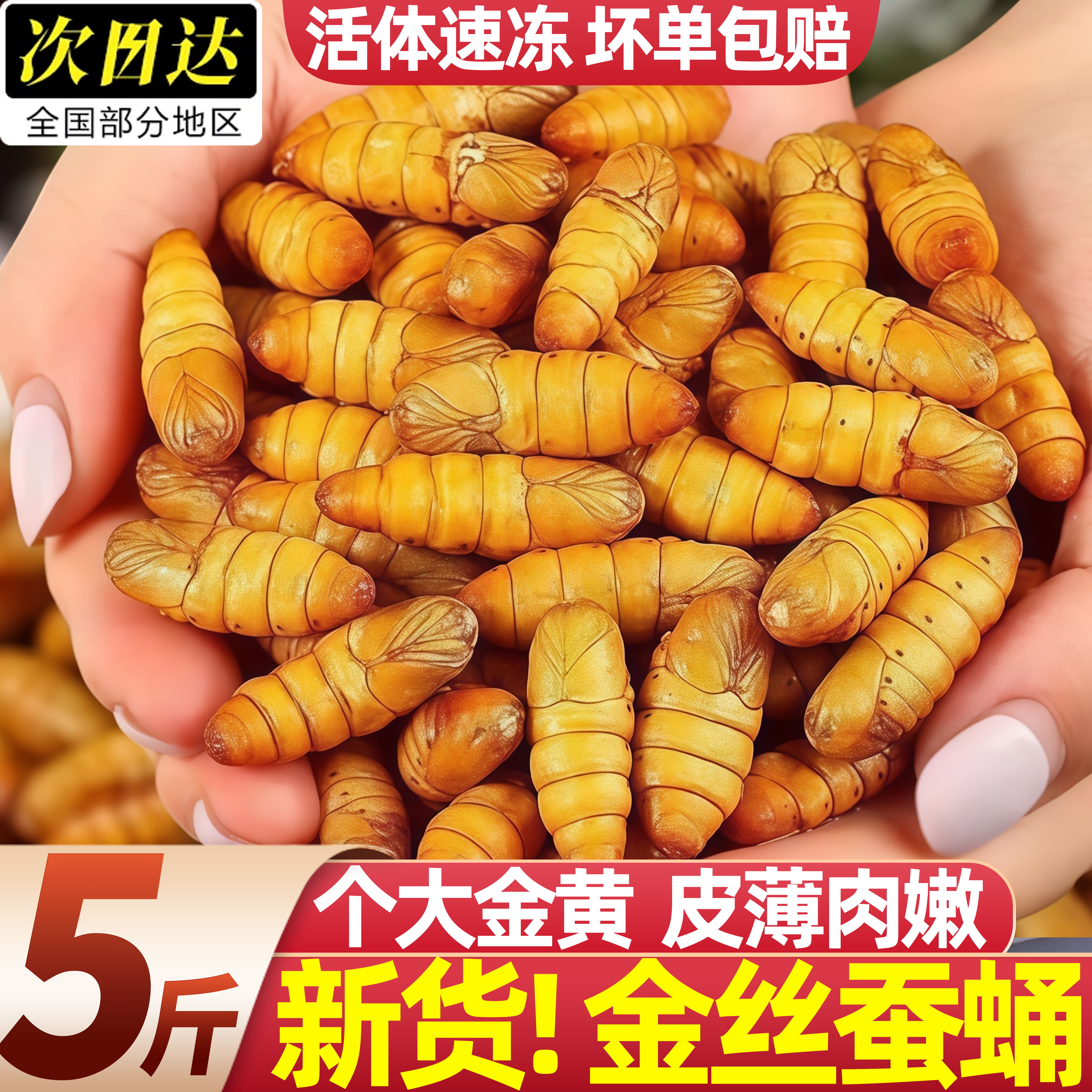 新鲜金丝蚕蛹商用烧烤大号