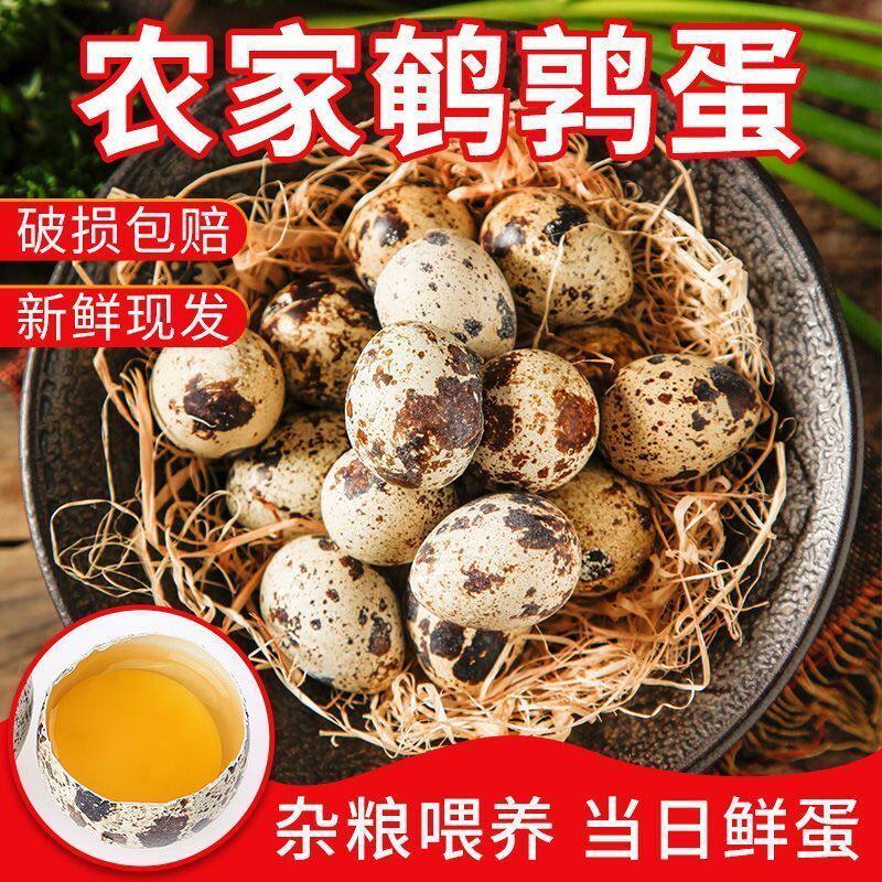 现捡现发新鲜鹌鹑蛋大个饱满鸟蛋儿童宝宝高营养辅食杂粮喂养批发