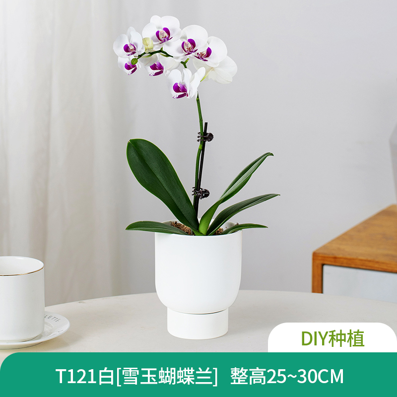 花莹精品大苗蝴蝶兰盆栽带花卉绿植客厅办公室内植物四季长青好养