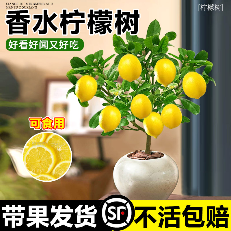 香水柠檬树带果盆栽水果可食用树苗绿植浓香客厅室内阳台四季好养