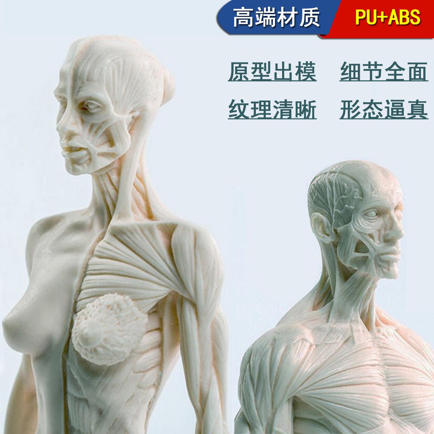 30cm雕塑绘画CG石膏头像玩具艺用人体肌肉头骨骼解剖结构模型美术