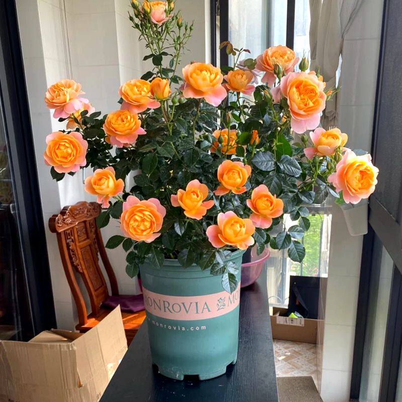 果汁阳台月季苗玫瑰花苗盆栽庭院四季开花花苞室内观花植物