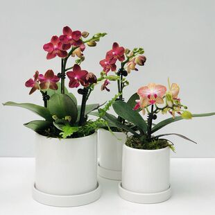 蝴蝶兰 好养兰花 洋兰 年宵花 绿植花卉小盆栽 容易复花花期超长
