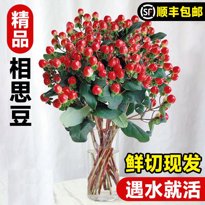 鲜花相思豆养火红豆鲜切枝花束培植物冬青千层金云南直发