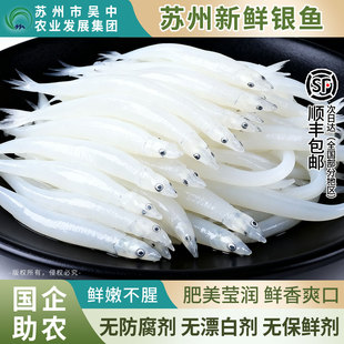 苏州特产正宗淡水大银鱼新鲜冷冻速冻大号面条鱼白饭鱼顺丰包邮