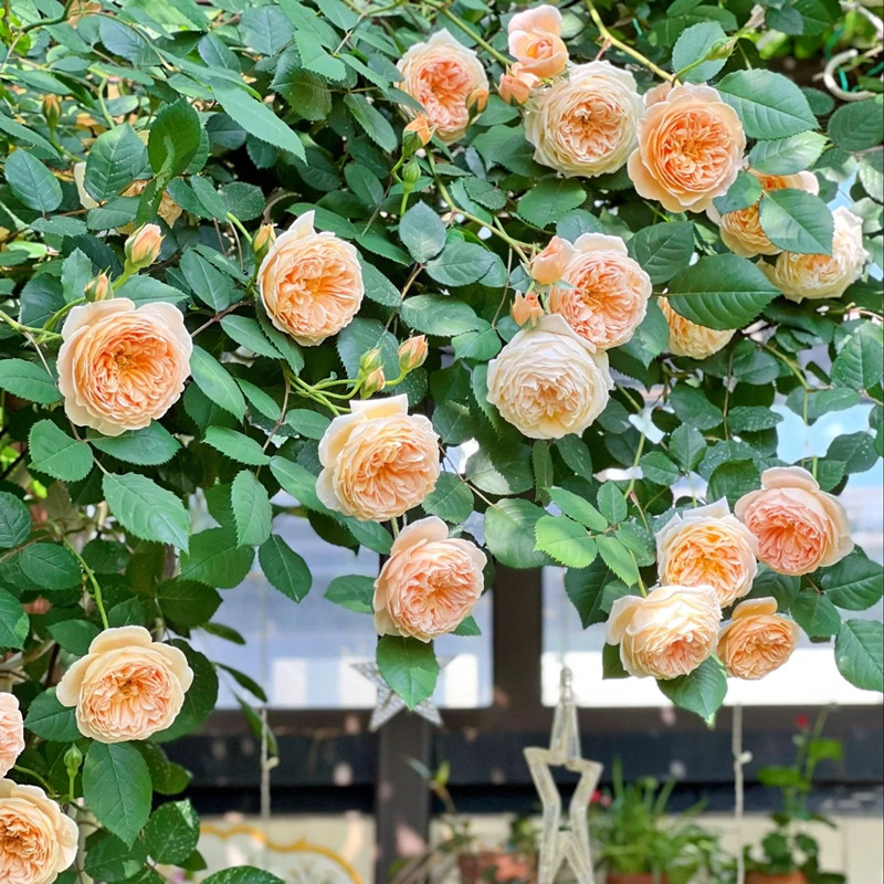 玛格丽特王妃藤本黄色月季花苗盆栽花卉浓香阳台开花蔷薇爬藤图片