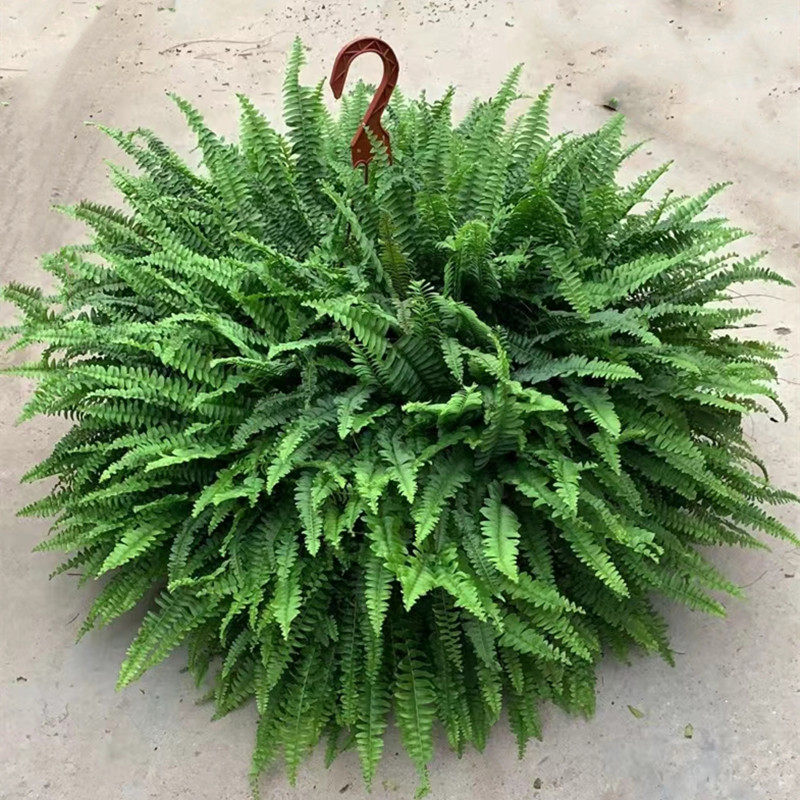 吊篮波斯顿蕨室内卫生间垂吊兰植物盆栽净化空气观叶绿植花卉