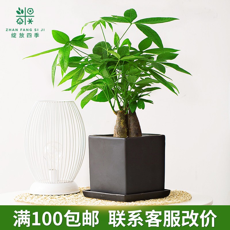 绽放发财树盆栽招财植物桌绿植室内净化空气吸甲醛