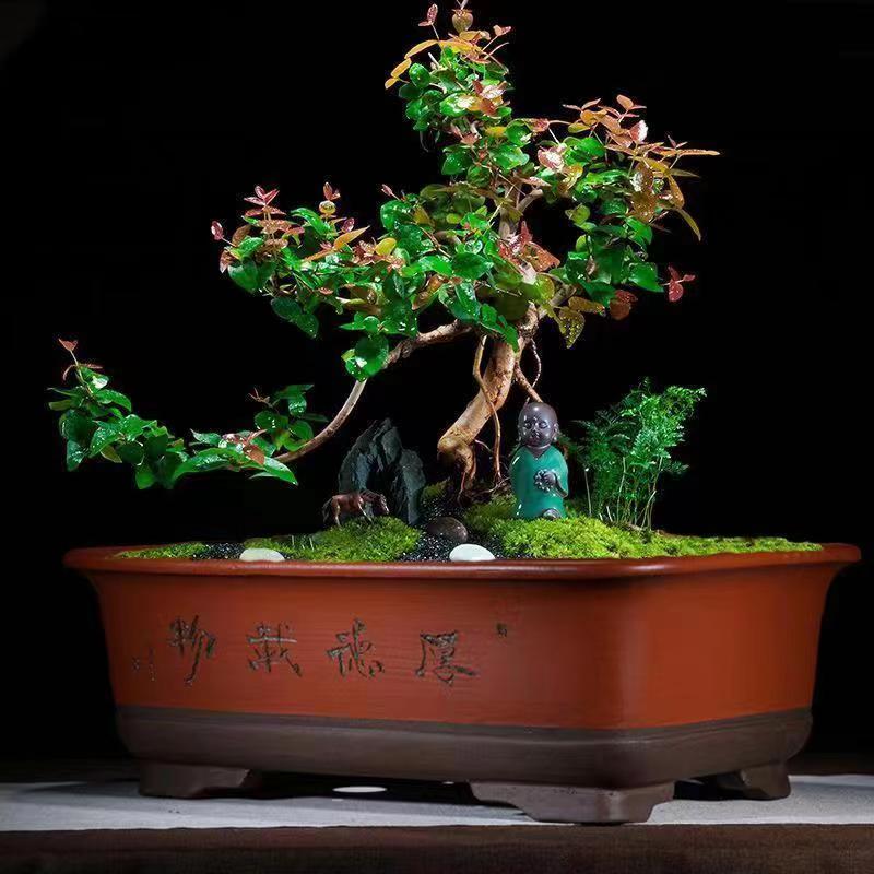 紫砂花盆长方形正方形阳台种菜盆特号盆栽盆景花盆