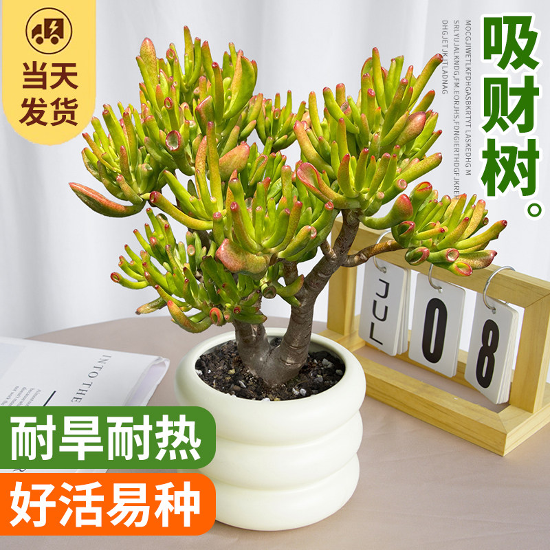 吸财树老桩多肉植物室内盆栽发财树绿植室阳台旺财颗好养