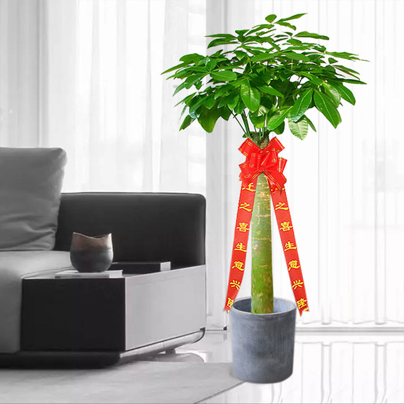 绽放发财树盆栽室内绿植室招财开业绿植租摆