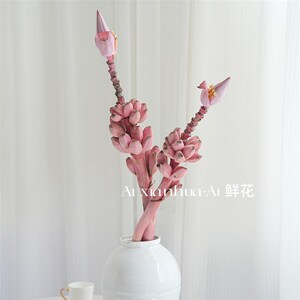 可爱到犯规观赏粉色梦幻蕉粉色小芭蕉鲜切枝插花水养家居装饰摆件