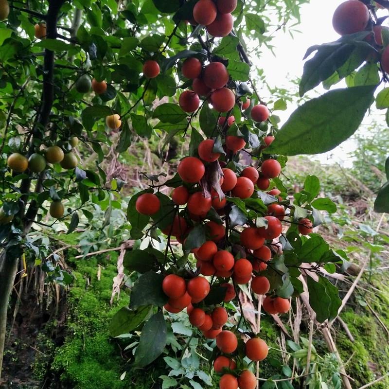 挂果金弹子盆景素材重庆市江津区原生灌木金弹子碳化老树桩
