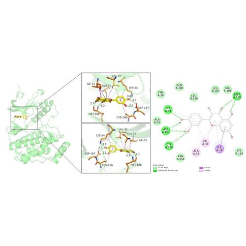 分子对接方法：autodock薛定谔 moe 金属离子.供价，柔性分子对接