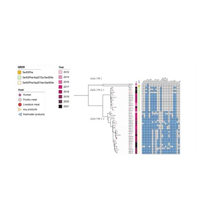 lncRNA/circRNA分析 与miRNA调控网络 多组学联合解析 功能研究