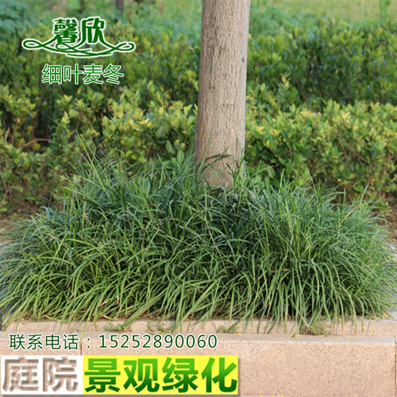 日本矮麦冬草玉龙庭院园林图片