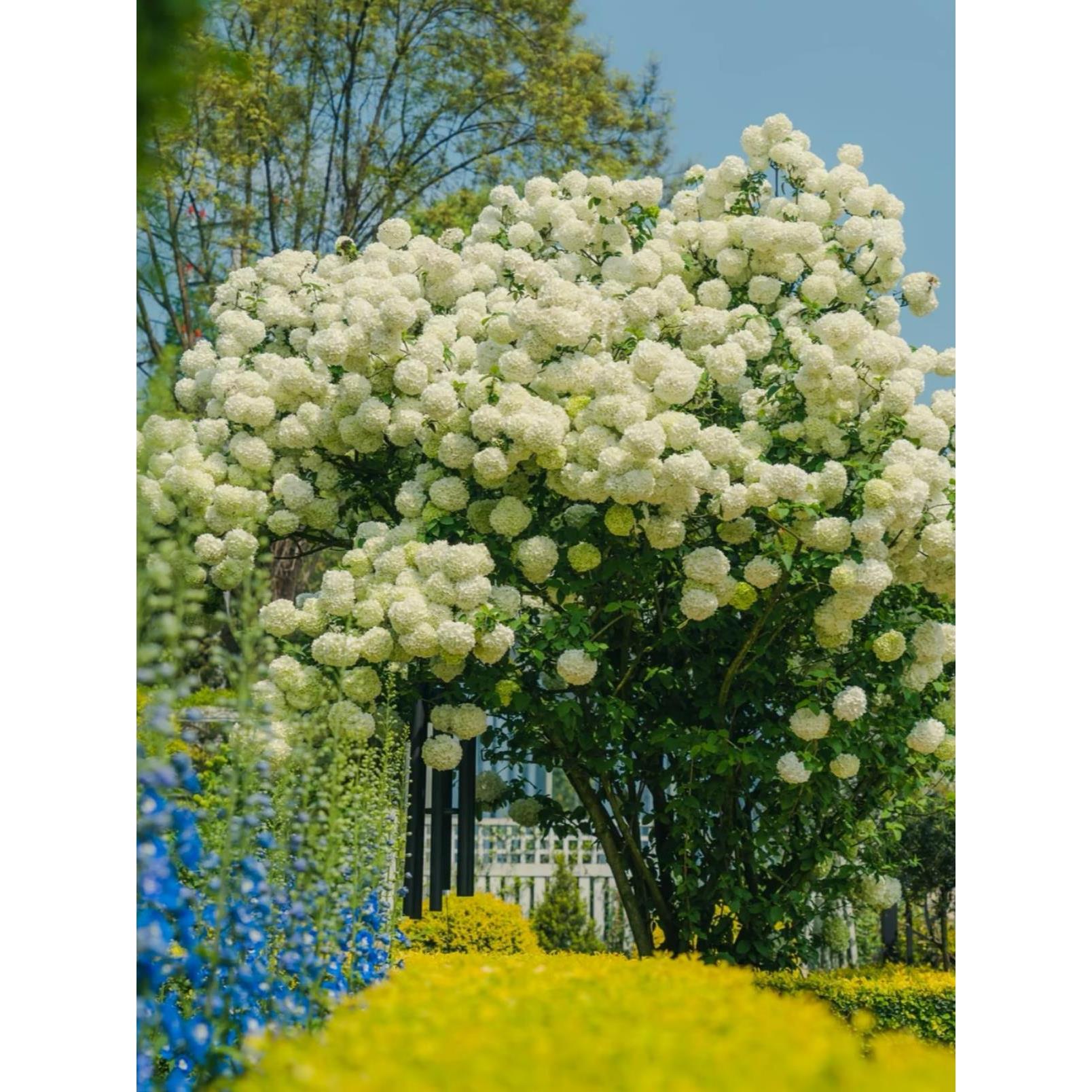 中华木绣球花园庭院阳台露台耐寒耐热易活造景风景树盆栽花卉苗木图片