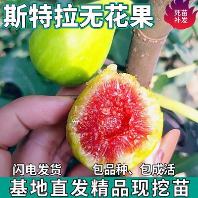 斯特拉无花果树苗南北方庭
