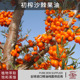 德国进口沙棘果油冷压初榨天然植物精油原料舒缓spa美容院1kg