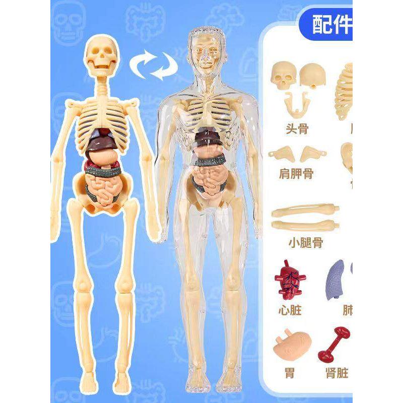 仿真科教人体器官模型大脑心脏肺肝脏胃大肠小肠肾脏静态摆件玩具