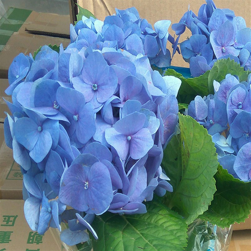 春夏季绣球花苗无尽夏盆栽绿植八仙花庭院阳台美观花卉带花苞包邮