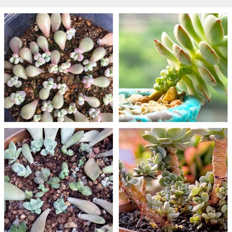 优芽素多肉爆芽素蝴蝶兰专用多肉植物生长素细胞分裂素快速促芽素