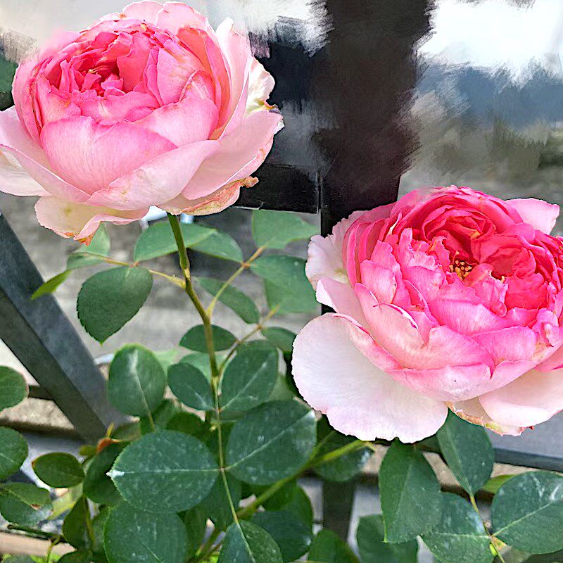 伊芙魂之香水 阳台盆栽月季庭院地栽耐旱耐寒抗病勤花切花玫瑰