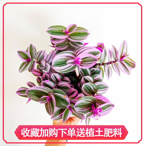 进口紫色油画婚礼吊兰锦超好养室内花卉盆栽绿植多肉植物耐阴阳台