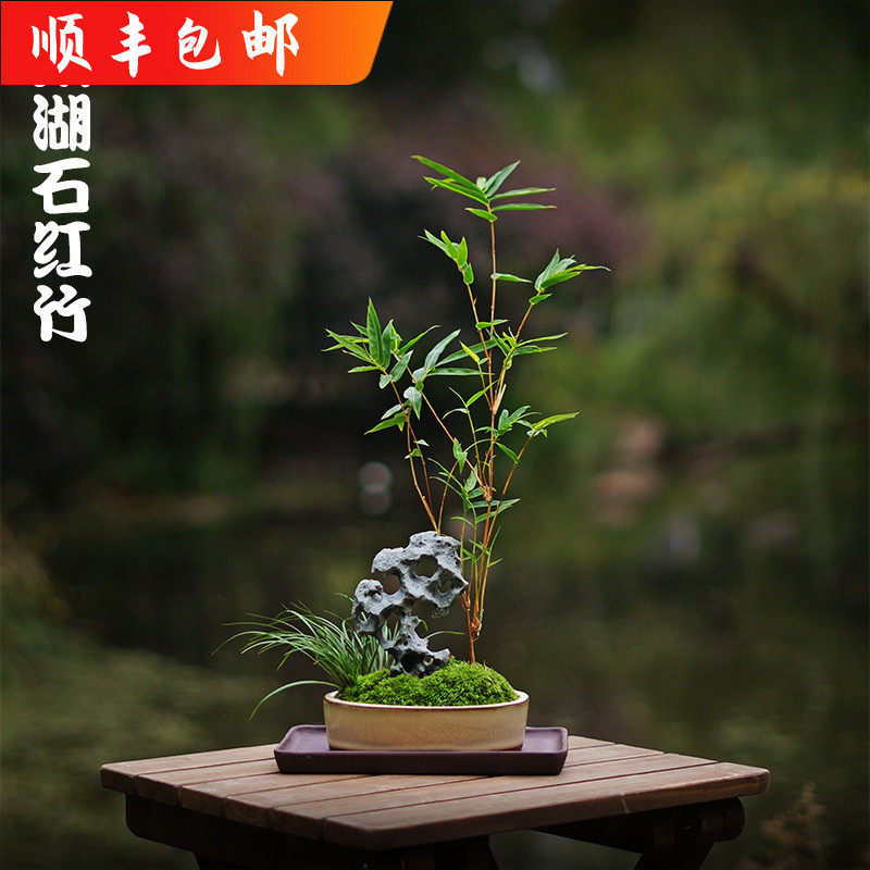 太湖石红竹苔藓盆景红观音竹米竹子盆栽室内桌面常绿书房客厅绿植