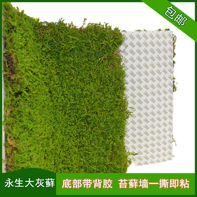 永生苔藓墙粘贴带背胶真植物绿墙材料青苔永生大灰藓黄绿自然绿色