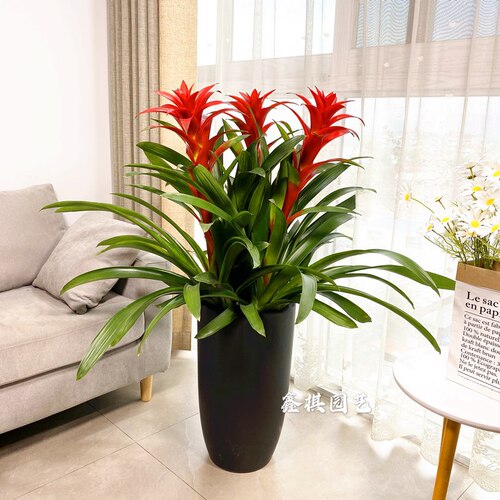 凤梨花鸿运当头植物盆栽室内客厅办公室绿植开业乔迁成都花卉