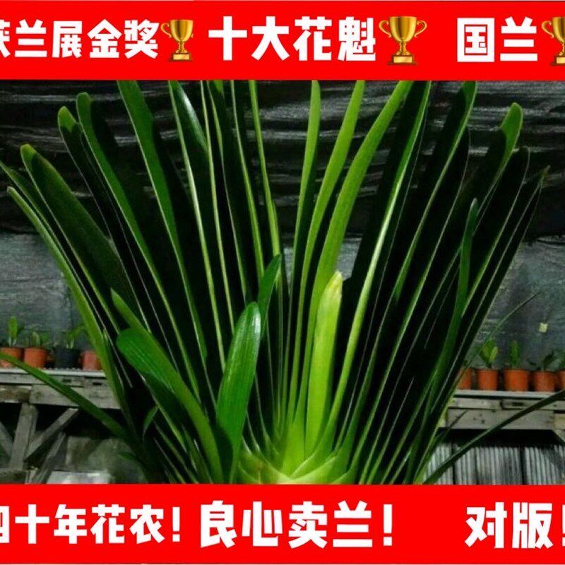 长春四季精品名贵君子兰立板植物大小苗室内绿植盆栽花卉好养办公
