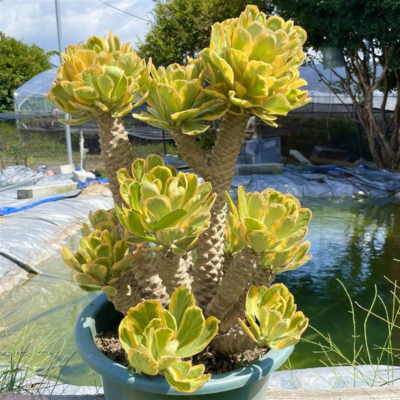 夏季耐热扇贝麒麟锦老桩多肉庭院阳台植物庭院阳台盆栽沙生景观