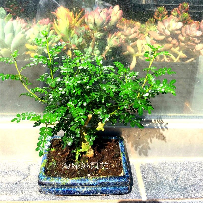 盆景盆栽清香木盆景清香木盆栽观叶盆景绿植花卉造型美观北京发货