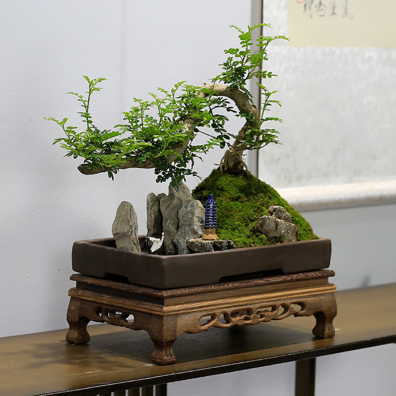 清香木山水假山盆景植物造型老桩室内客厅办公室绿植盆栽胡椒木
