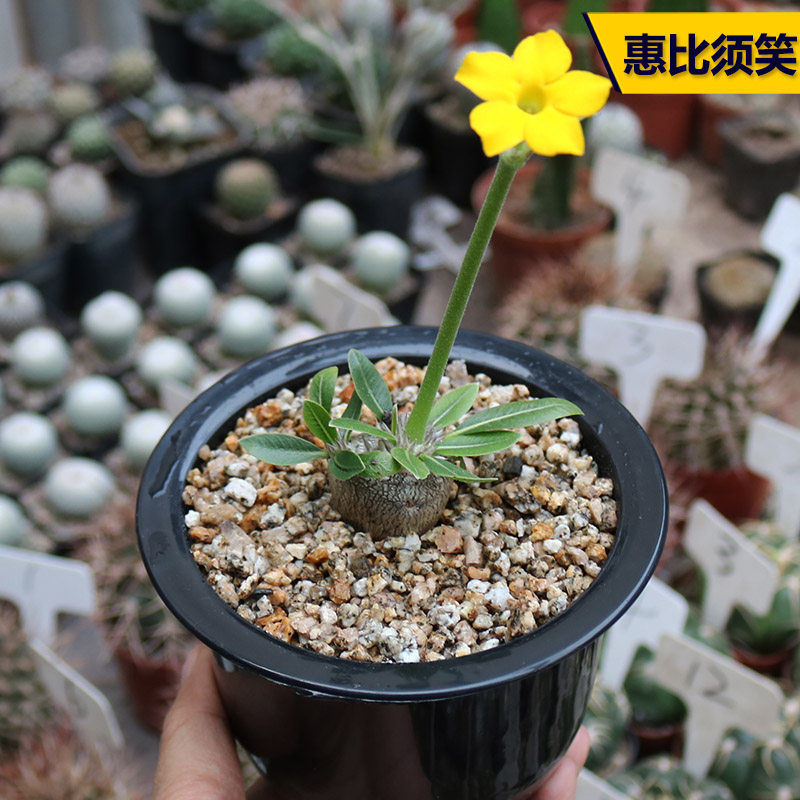 惠比须笑大黑黄花实生块根多植物稀有开花美观好养多肉植物小盆栽