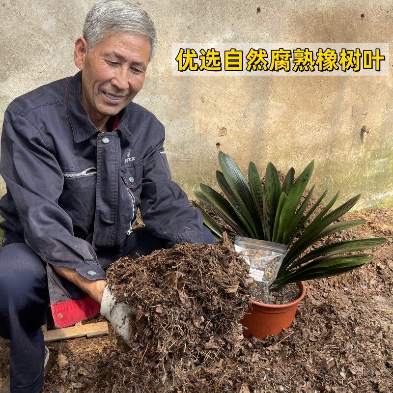 老张头君子兰专用腐叶松针营养土+营养肥套装原木木炭花土一套全