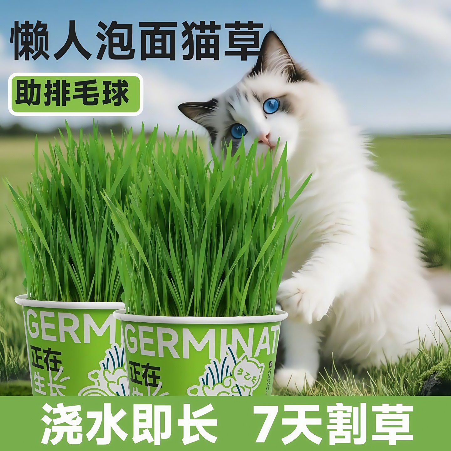 懒人泡面猫草盆栽种子排毛助消化