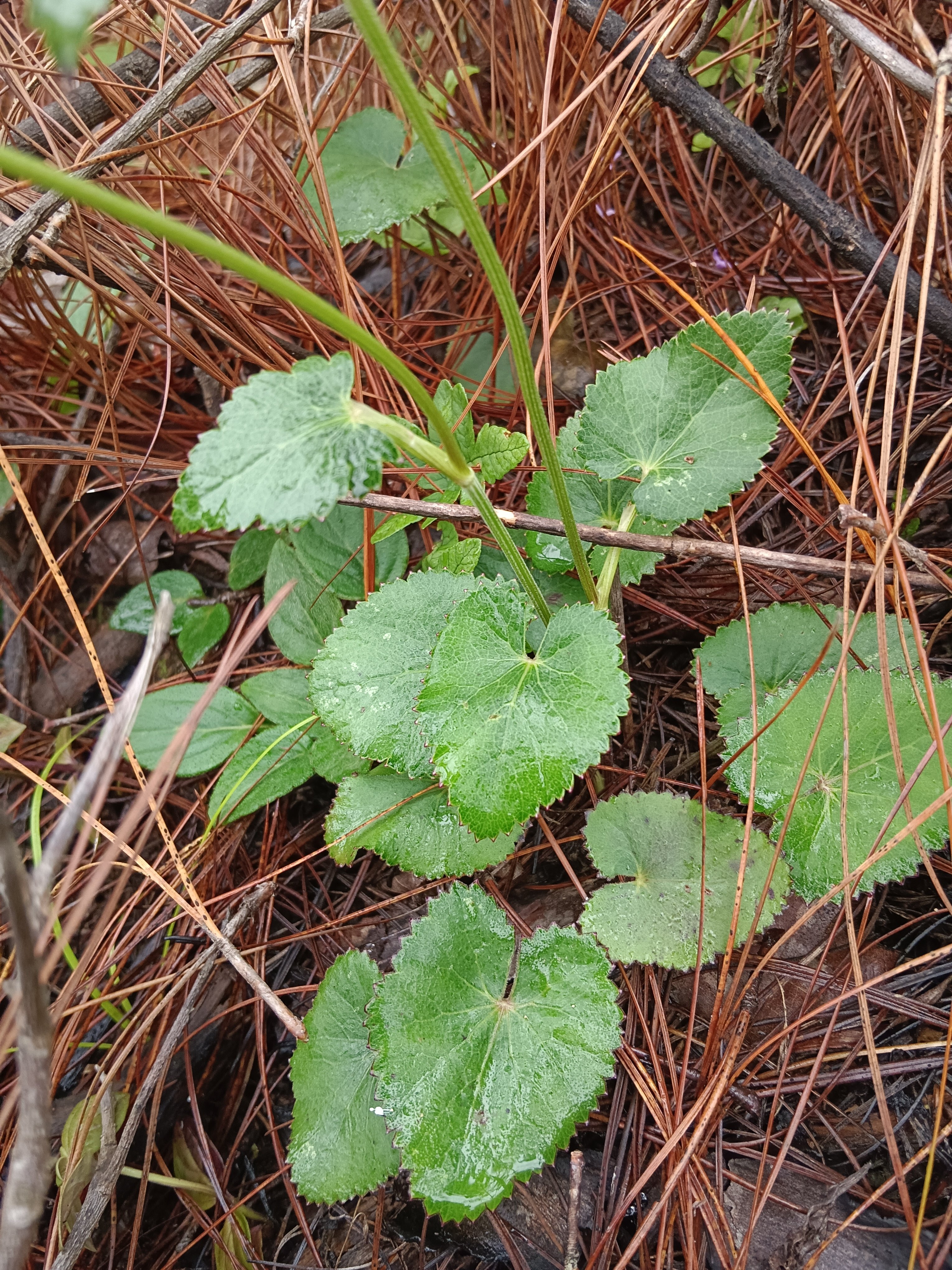 新鲜山当归青草杏叶茴芹鹅脚板杏叶防风羊膻草七百路通骚羊古