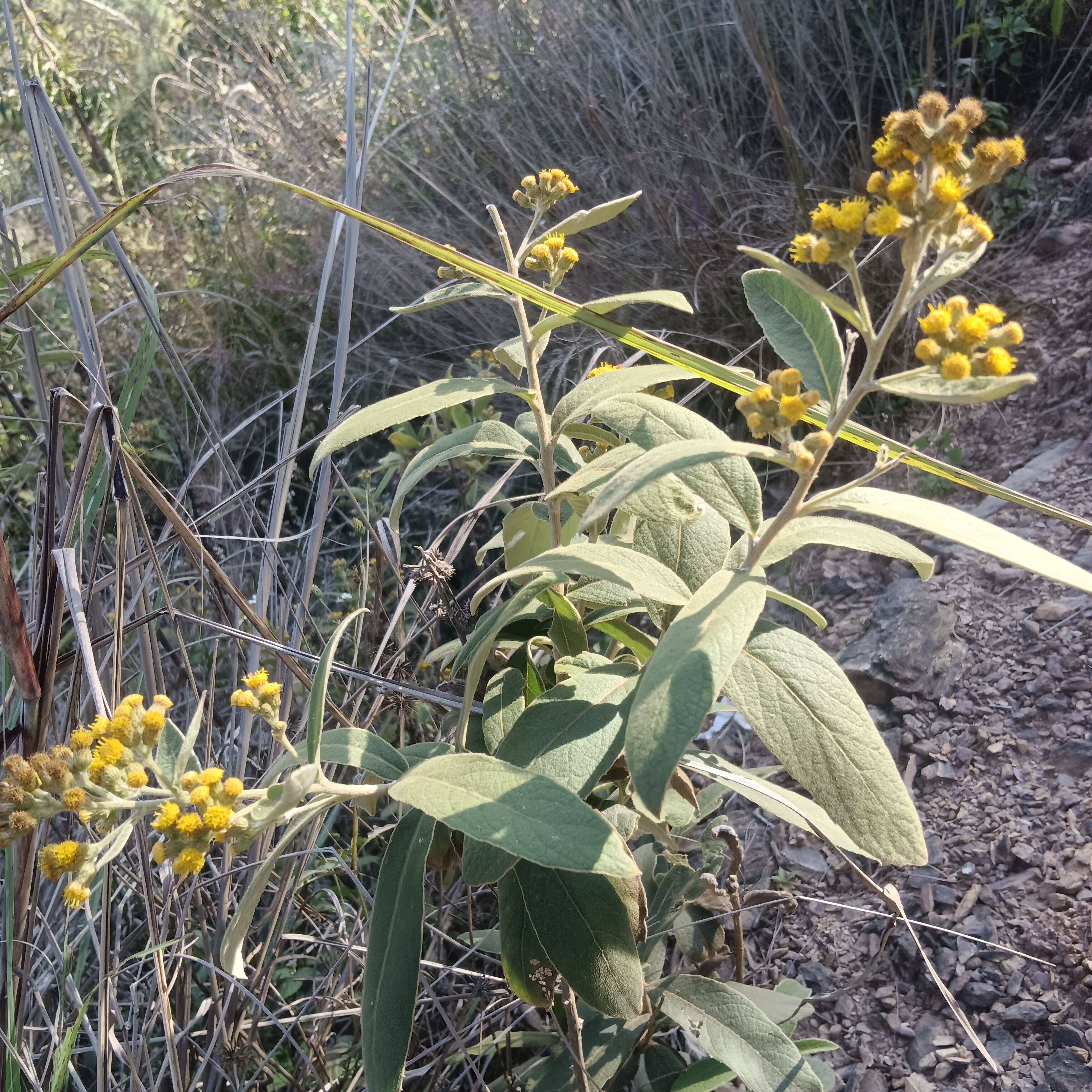 闽南过饥草白面风根 寻骨风根 羊耳菊 山白芷 过饥草白毛将军