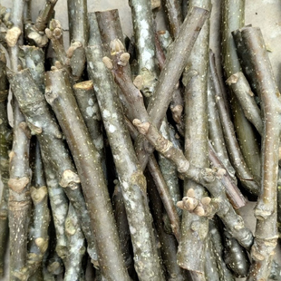 老树核桃枝 山核桃树枝新鲜现剪枝条野生核桃树枝煮鸡蛋切段枝条