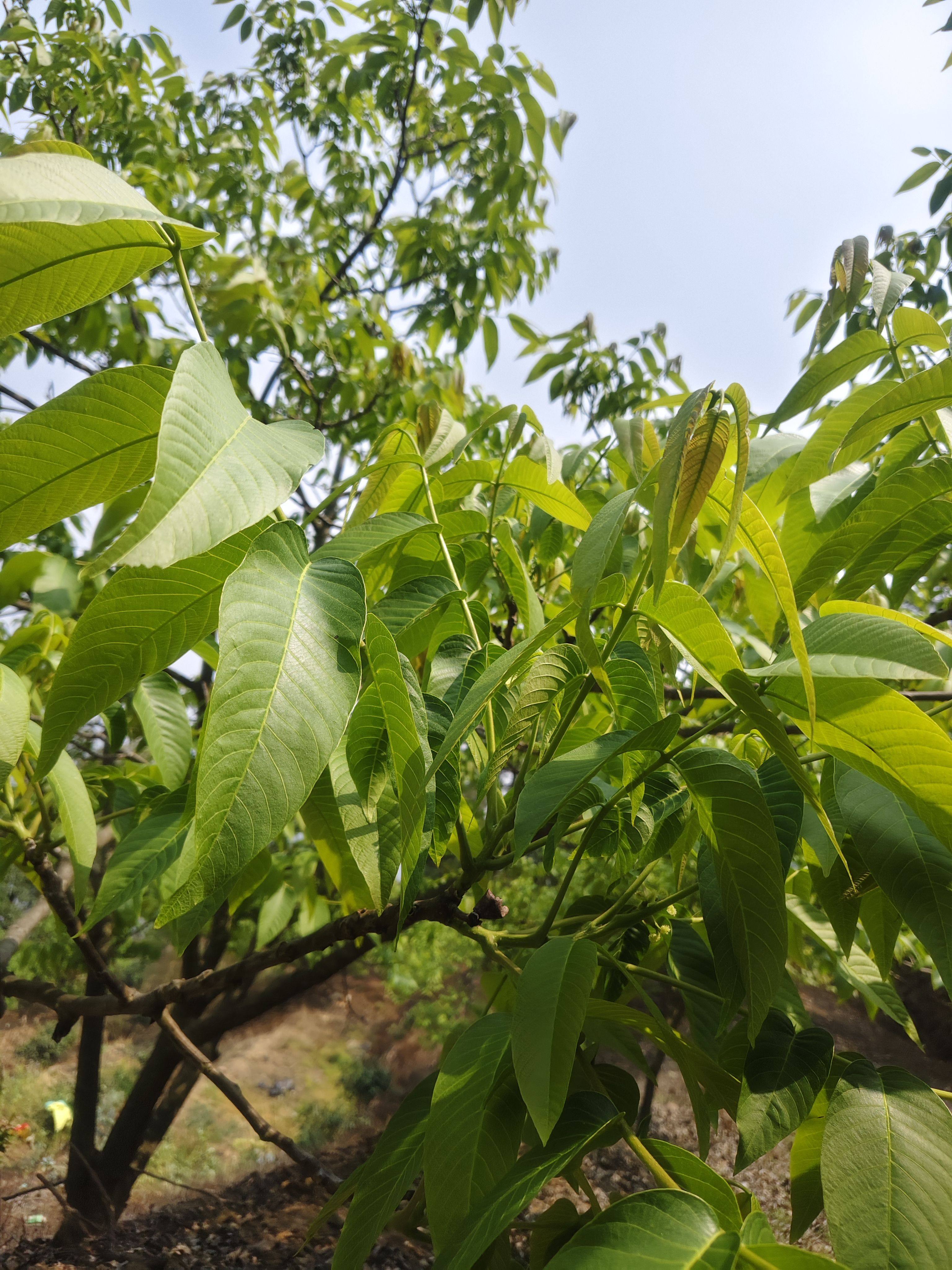 新鲜核桃叶深山老树纯天然核桃叶现采当季青核桃叶子清香无污染图片