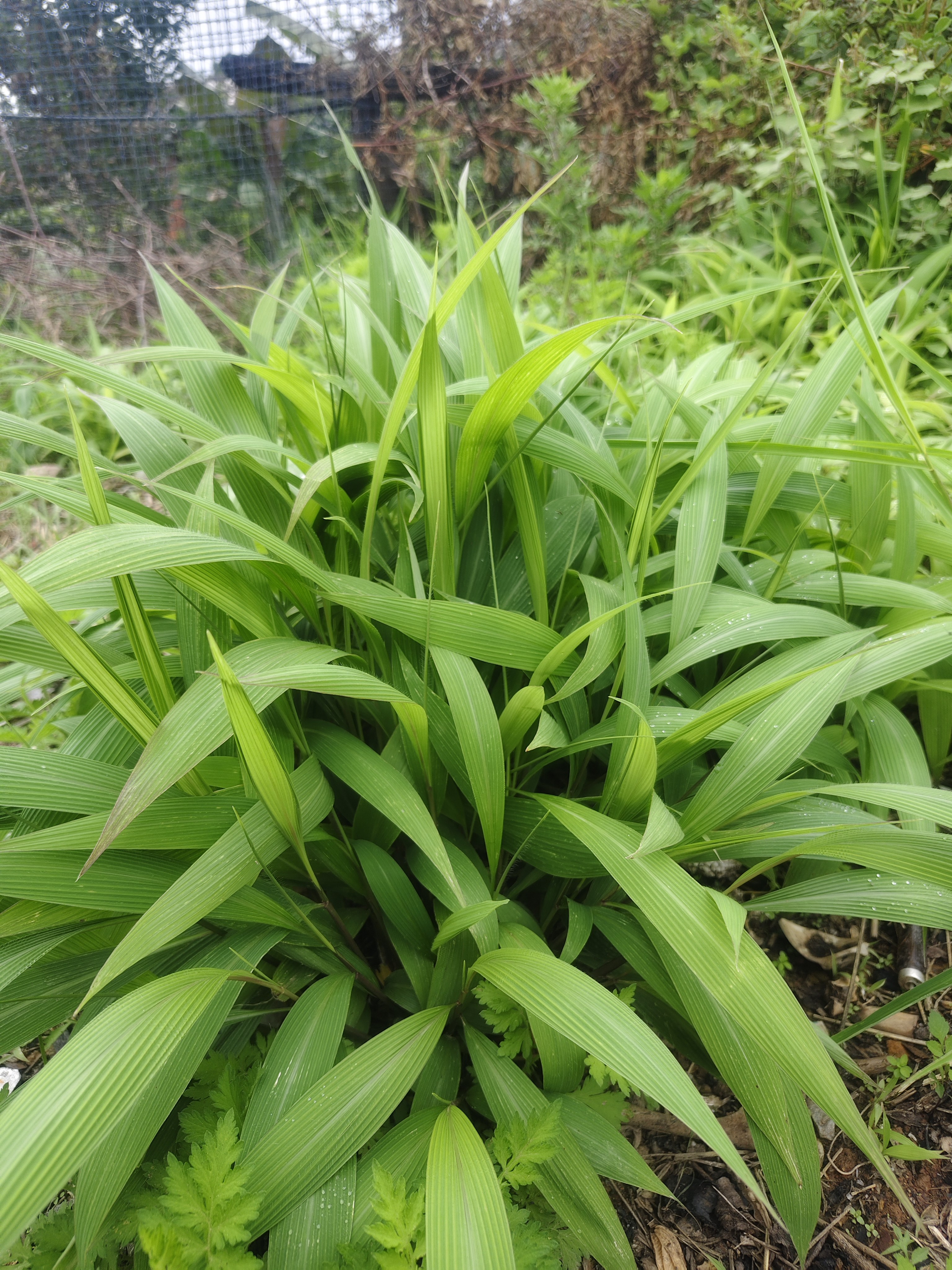 云南新鲜棕叶狗尾草 淡竹叶 全草箬叶莩雏棕叶草地棕现挖现发