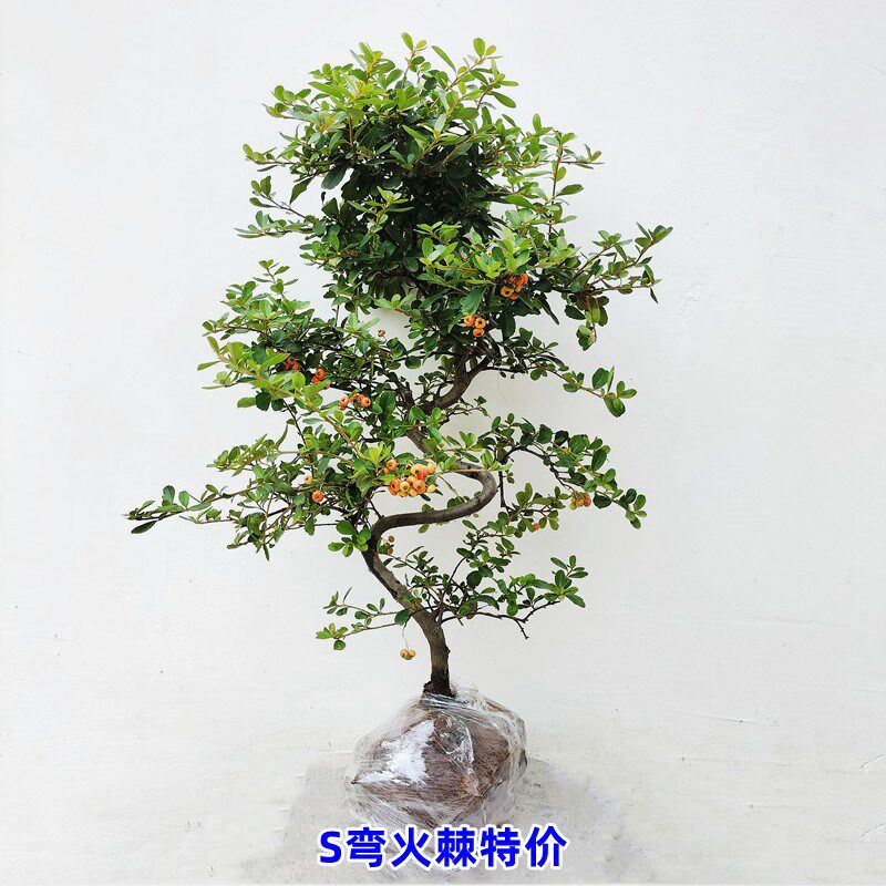 火棘盆栽树苗吉祥果满堂红老树桩观果植物带果盆景好养活耐寒喜庆