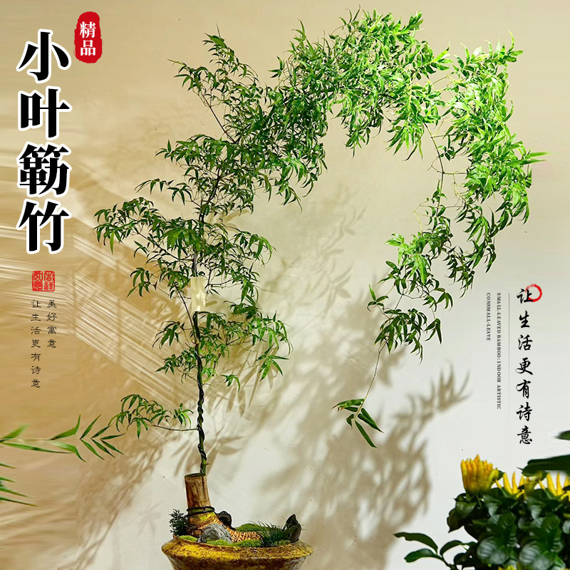 小叶簕竹老桩盆栽竹子盆景室内客厅茶室勒竹成品大型绿植落地花盆