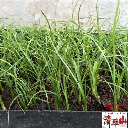 酒瓶兰 室内桌面花卉盆栽绿植庭院园林绿化景观植物 净化空气美观