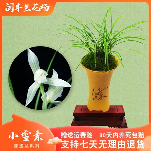 【小雪素】兰花苗莲瓣兰名贵盆栽花卉植物室内兰草国兰浓香不带花