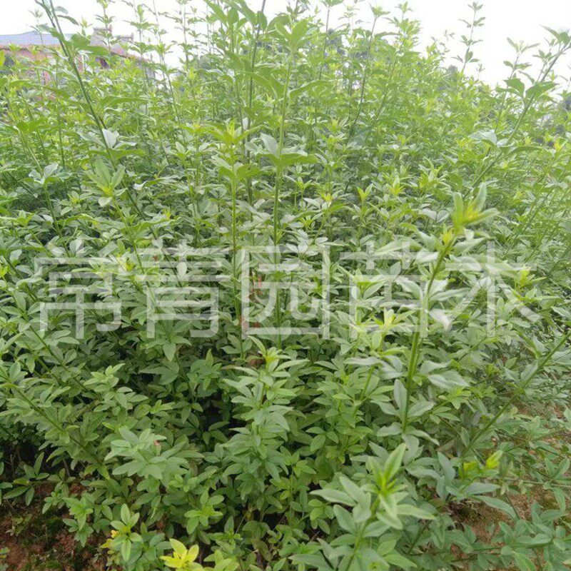 迎春花树苗盆景四季多年生垂吊攀援爬藤夏季观叶绿化庭院绿化花卉